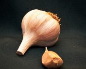 italian red seed garlic for sale