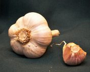 music garlic for sale