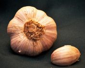 russian red garlic seed for sale