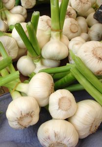 Culinary/Table Gourmet Garlic Variety Packs