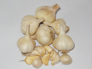Susanville Garlic
